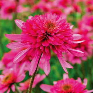 Southern Belle Coneflower Thumbnail